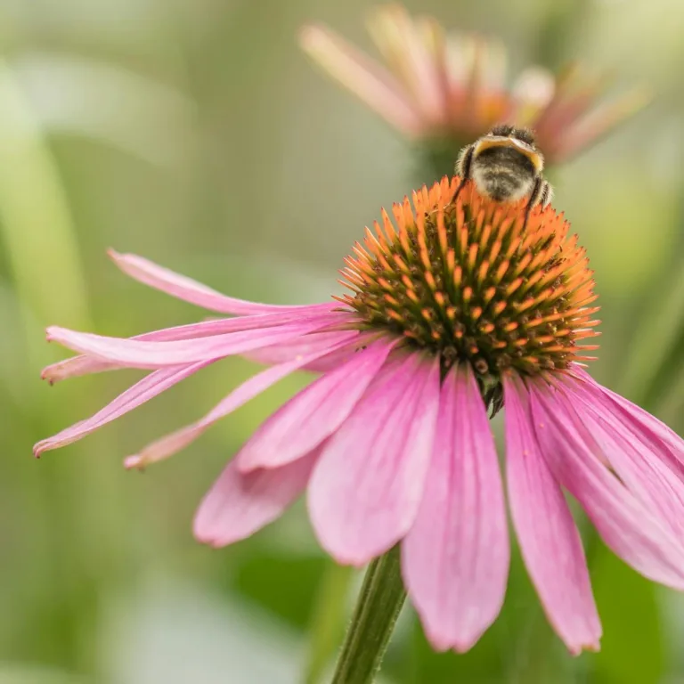 Read more about the article PUNANE SIILKÜBAR (ECHINACEA PURPUREA) – mida kõike tal meile öelda on?
