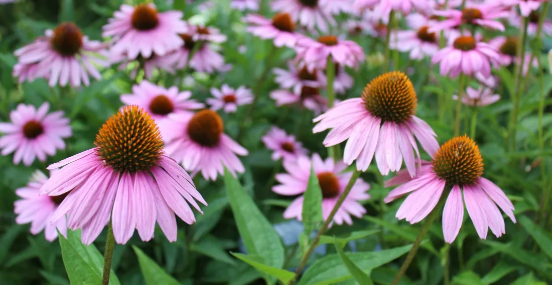 3. Punane_siilkübar_ehk_purpur_siilkübar_echinacea_purpurea_