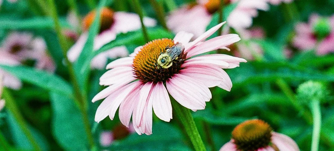7. Punane_siilkübar_ehk_purpur_siilkübar_echinacea_purpurea_1