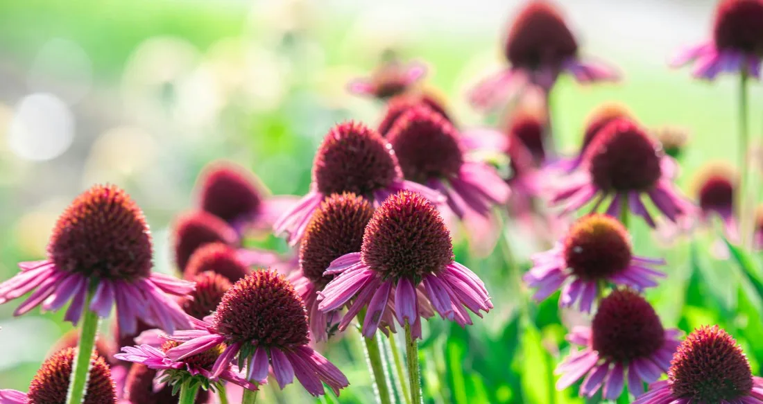 9. Punane_siilkübar_ehk_purpur_siilkübar_echinacea_purpurea_1
