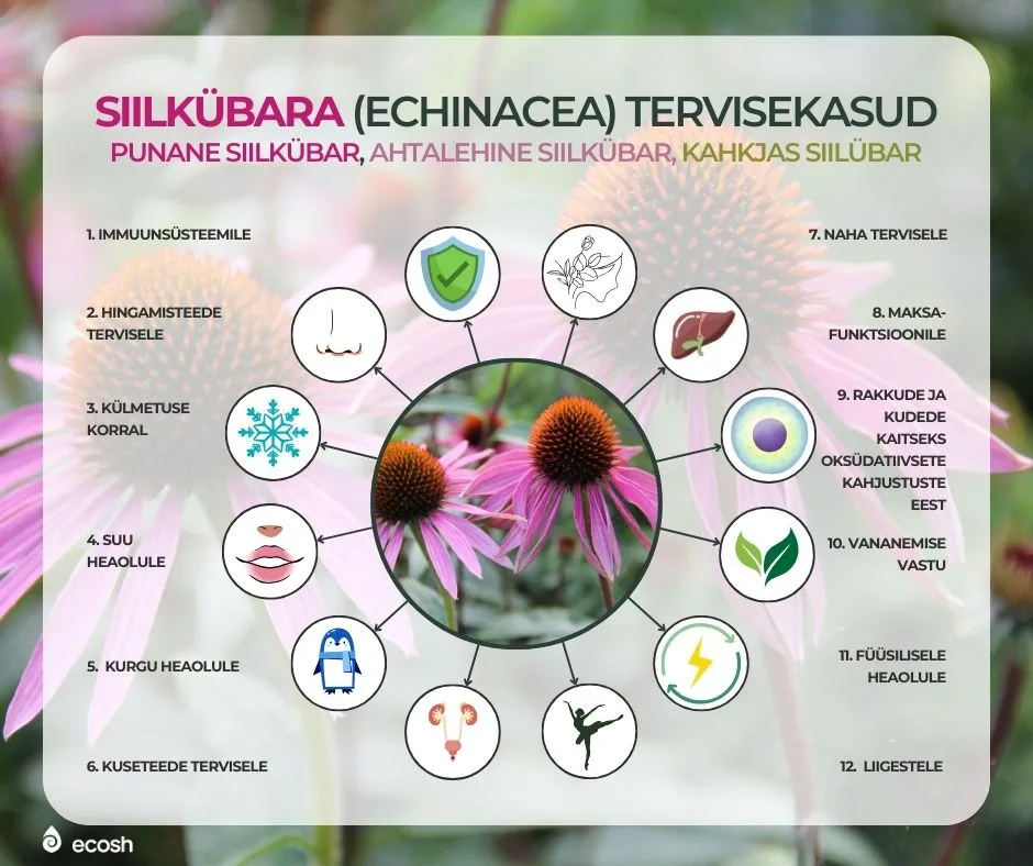 ECOSH-Punase_siilkübara_tervisekasud