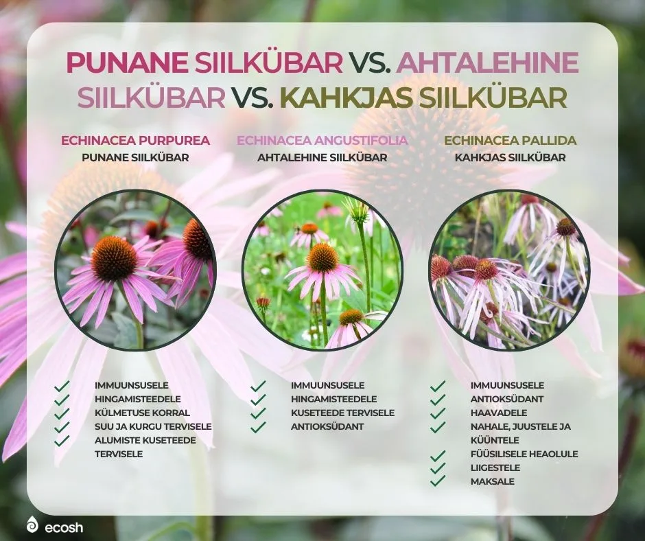 ECOSH-punane siilkübar vs. ahtalehine siilkübar vs. kahkjas siilkübar