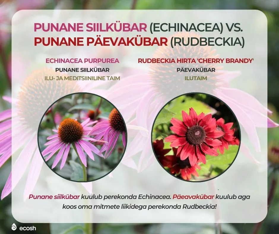 ECOSH_Punane_siilkübar_versus_punane_päevakübar